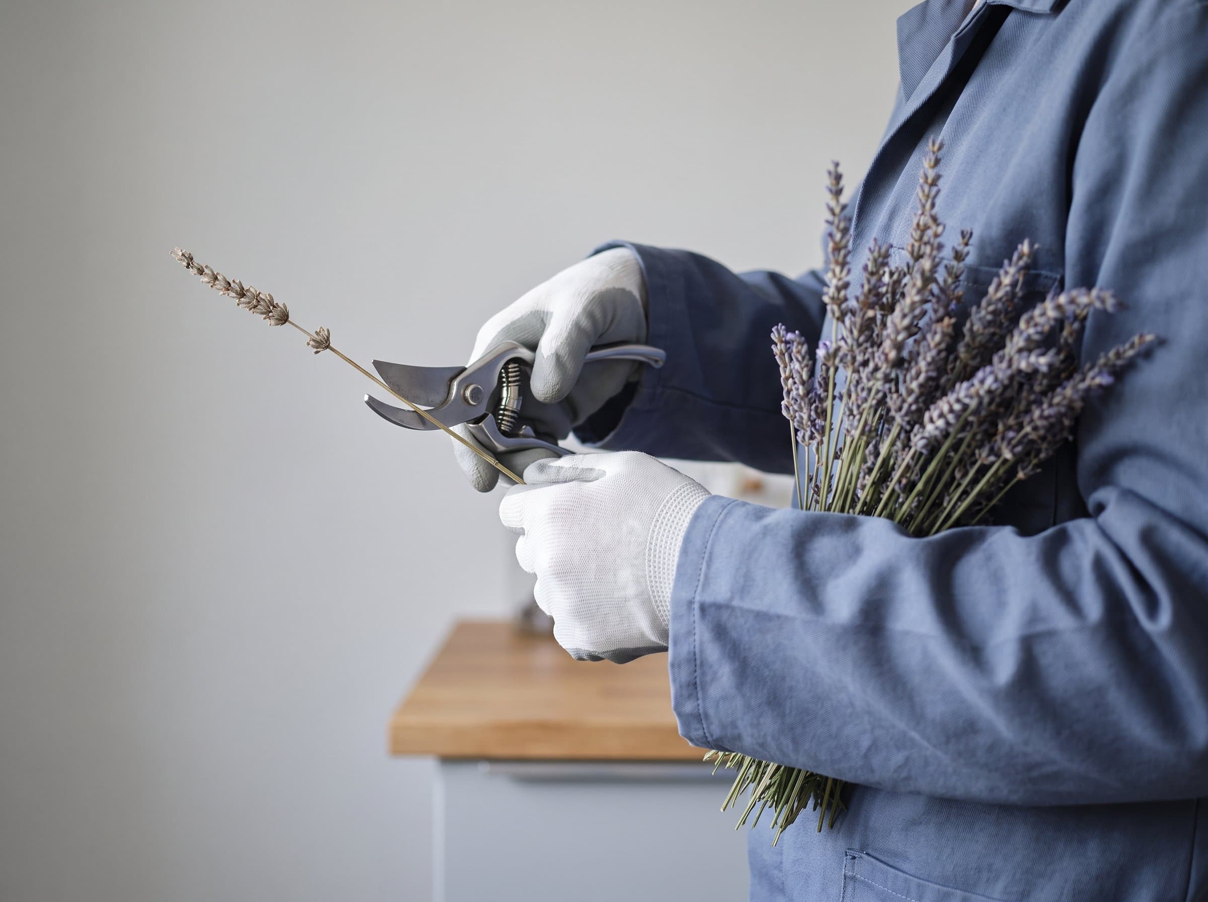 Hände schneiden mit der Gartenschere Lavendel, die Blüten bereits im Arm gesammelt